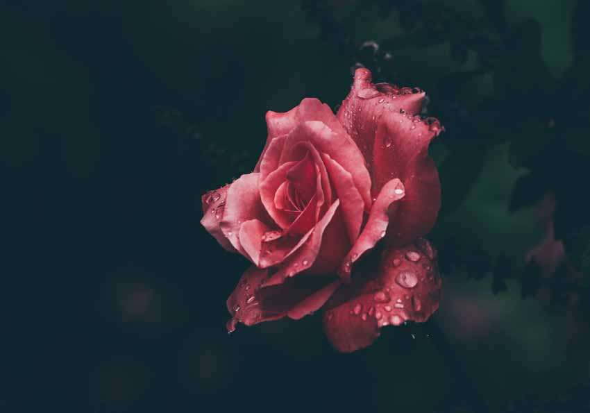 Bildmotiv für Infrarot Bildheizung: Rose